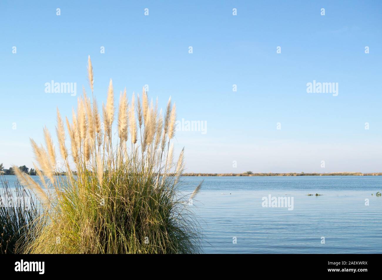 Bulrushes on the edge of the San Joaquin River as seen from the Dow wetlands - the environmental buffer zone next to the Dow Chemical plant. Stock Photo