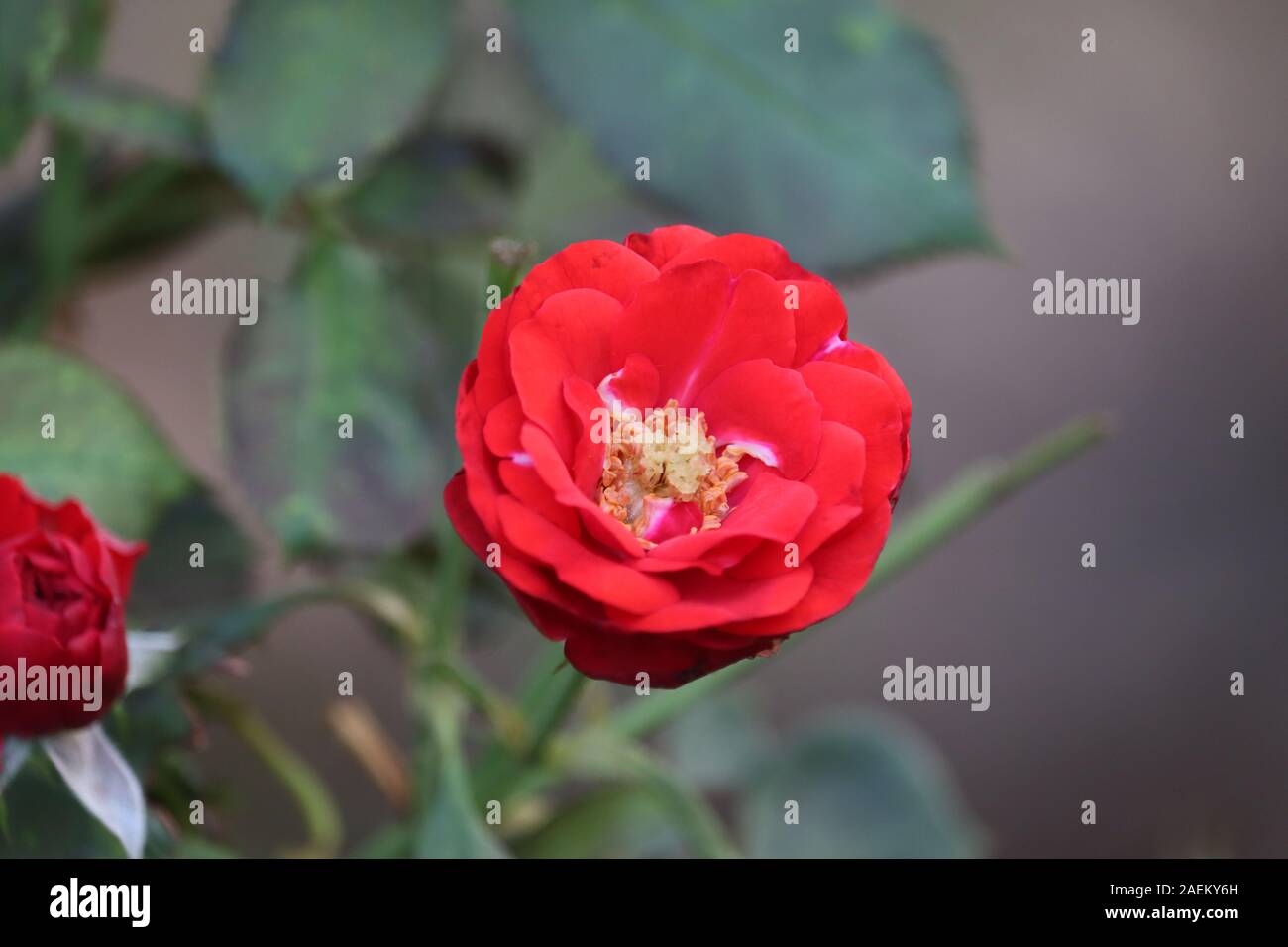 Red rose flower blooming in roses garden on background red roses ...
