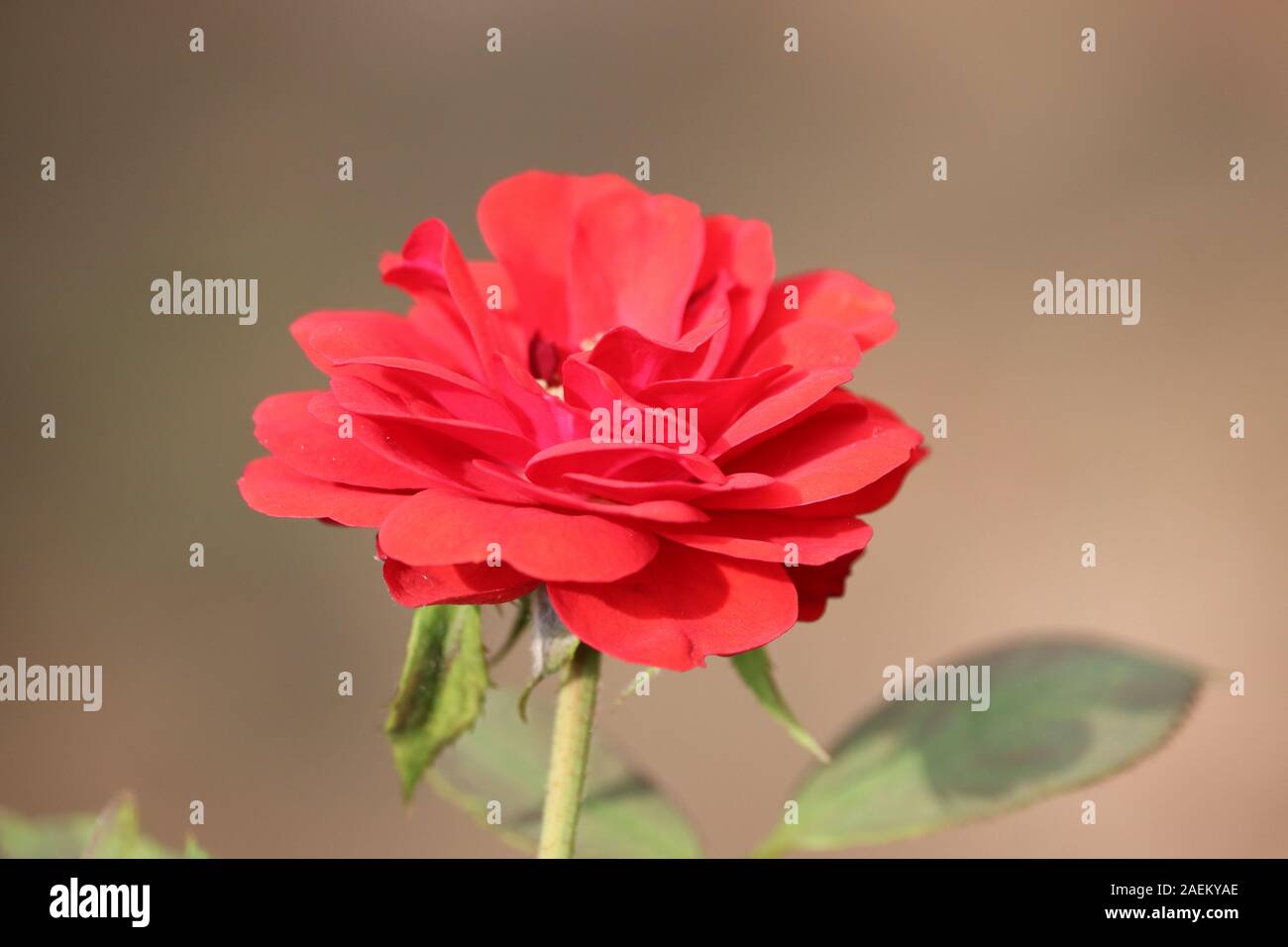 Coral rose flower in roses garden. Top view. Soft focus.Large bush of red roses on a background of nature. Stock Photo