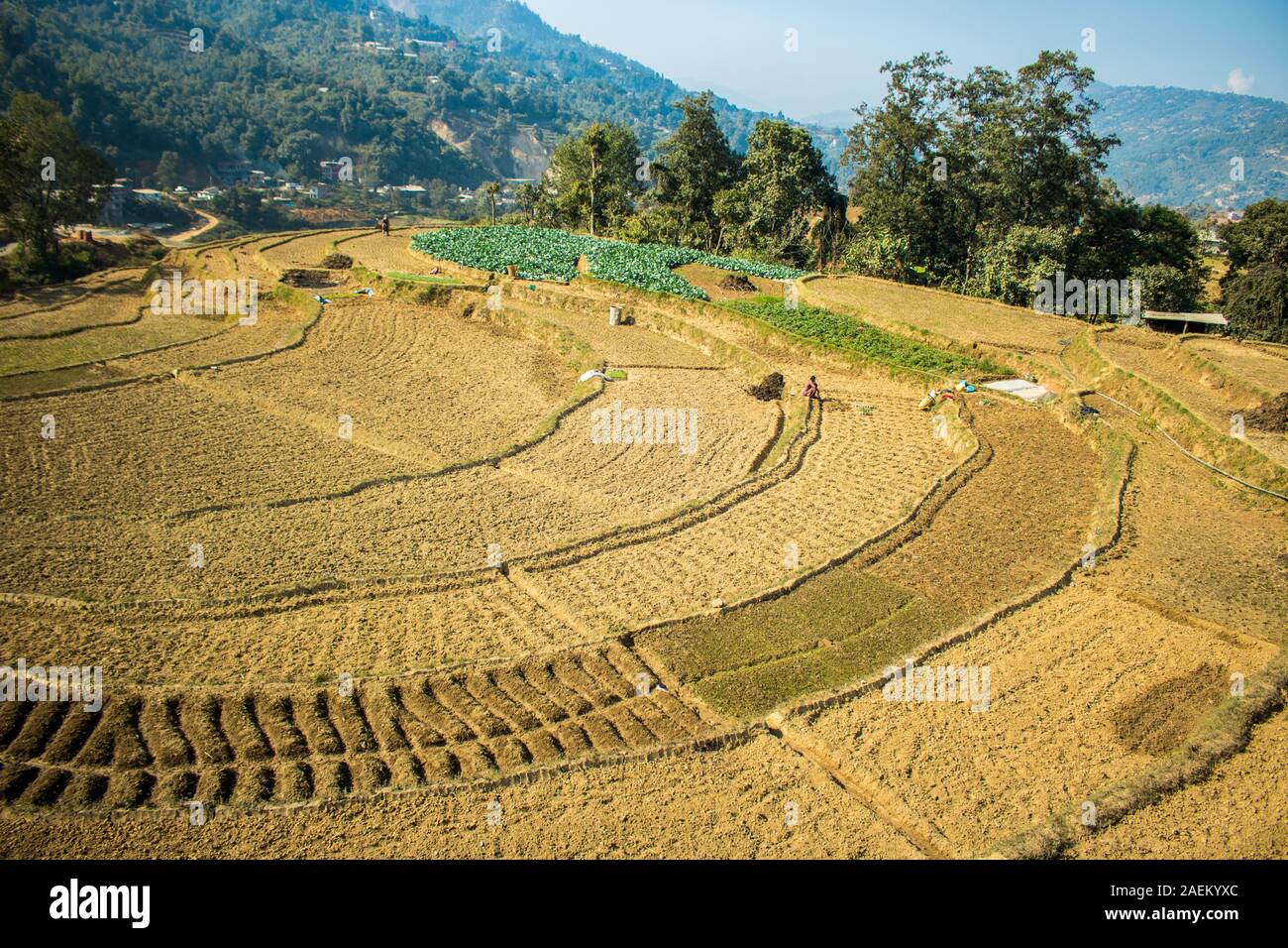 Farming in Nepal Stock Photo Alamy