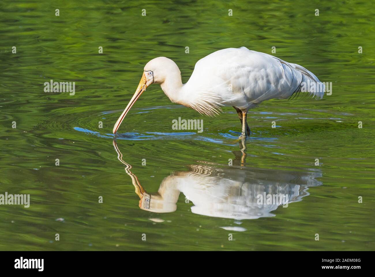 A Yellow-Billed Spoonbill (Platalea regia) feeding in a lake in Perth ...