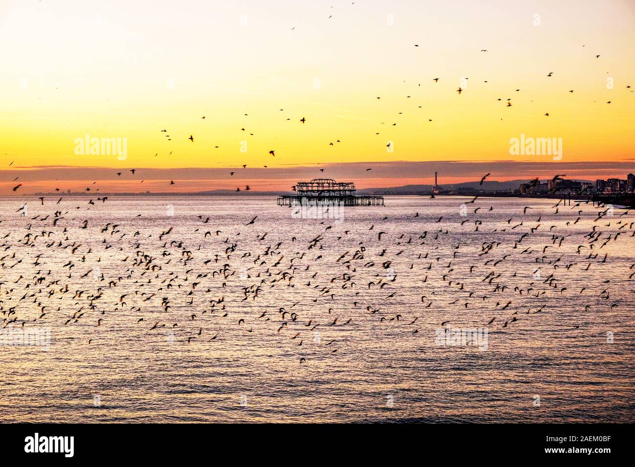 hundreds of starlings are flying in beautiful murmuration over the sea at sunset, behind is West Pier Brighton the sky is golden yellow, Brighton seaf Stock Photo