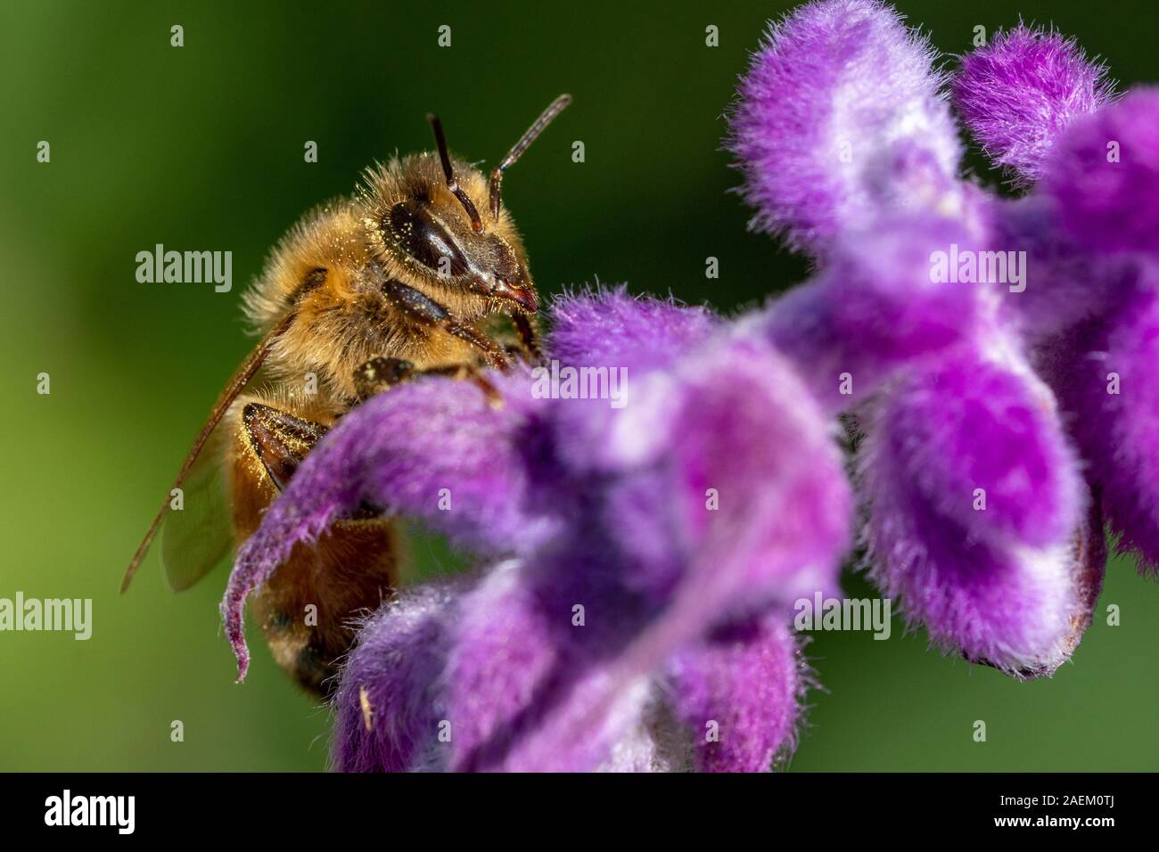 Bee landing on a purple flower hi-res stock photography and images - Alamy