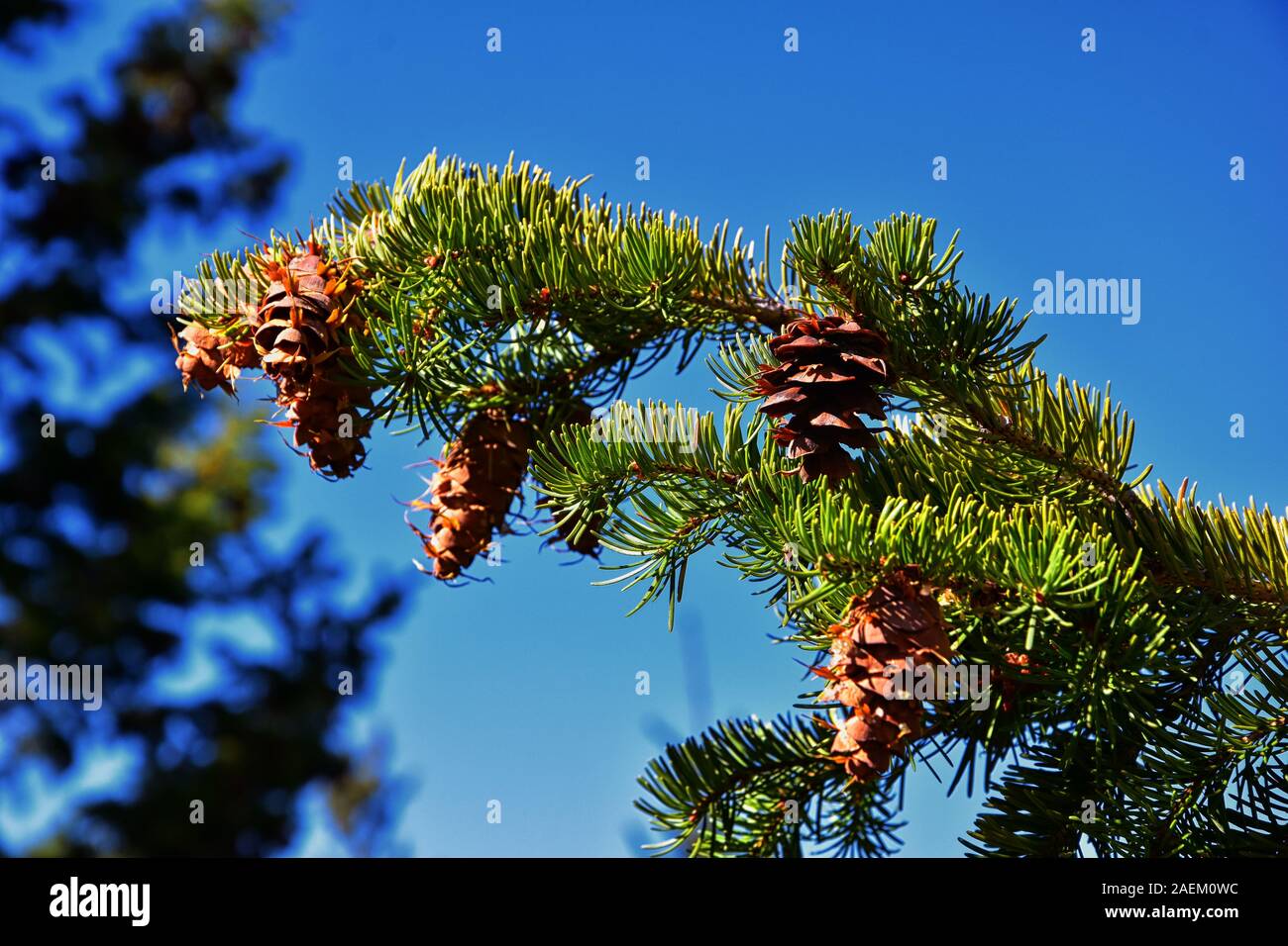 Pine cone on the evergreen pine tree branch, group on Fir, conifer ...