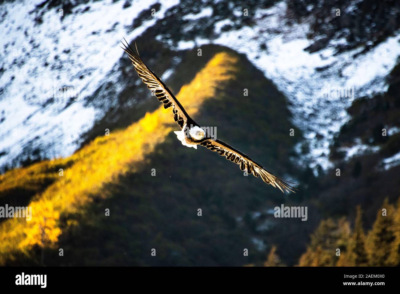 A Bald Eagle flies in Alaska. Stock Photo