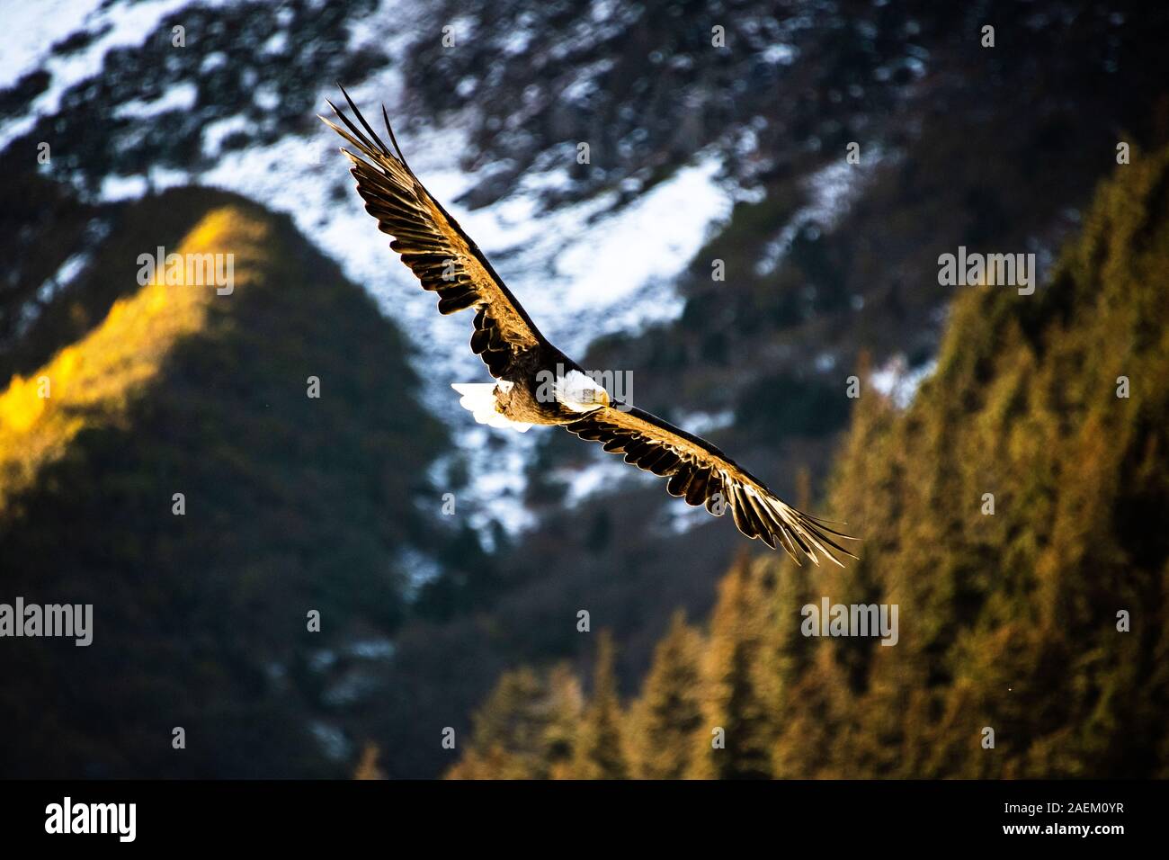 A Bald Eagle flies in Alaska Stock Photo Alamy