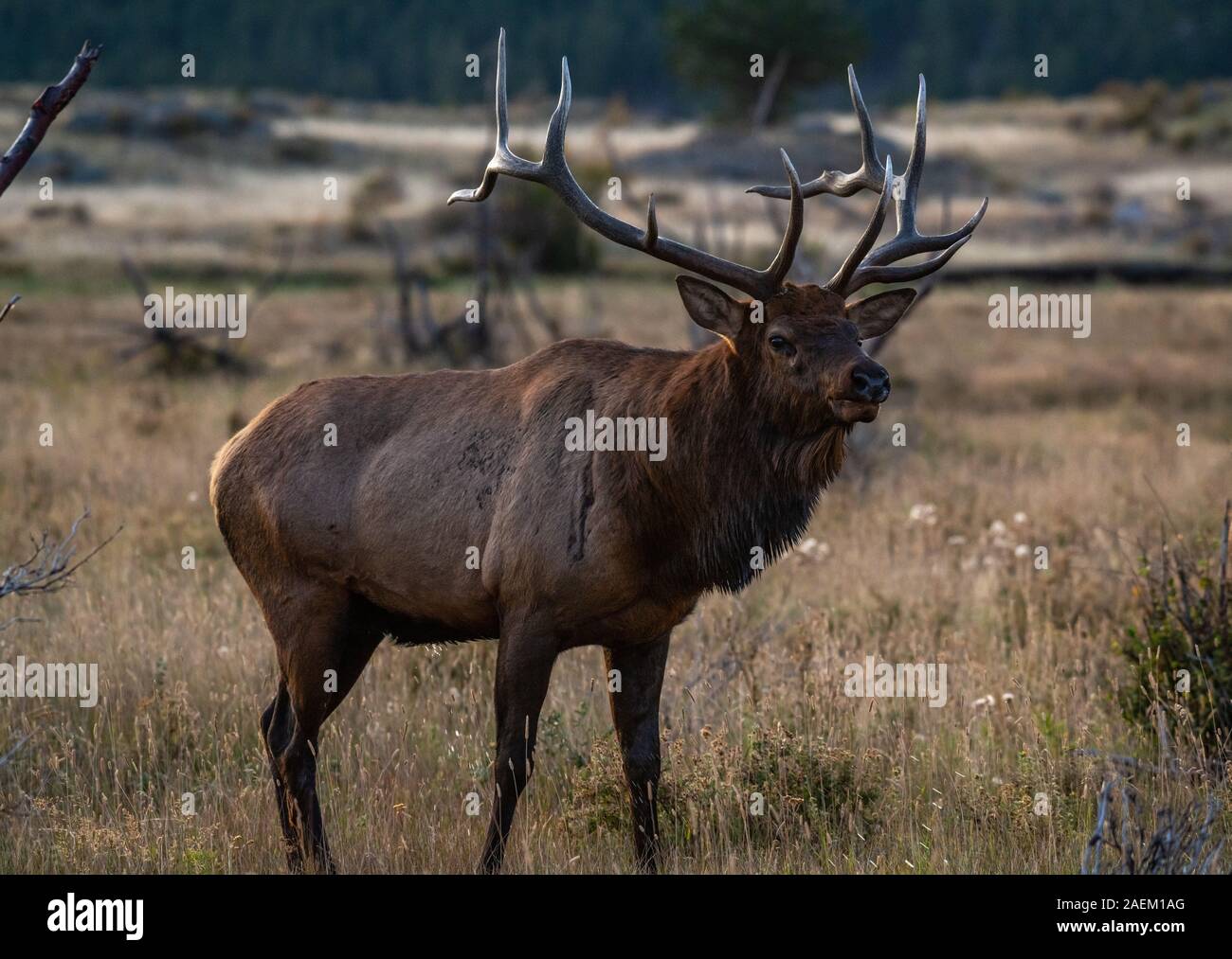 A Large Bull Elk During the Fall Rut Stock Photo Alamy