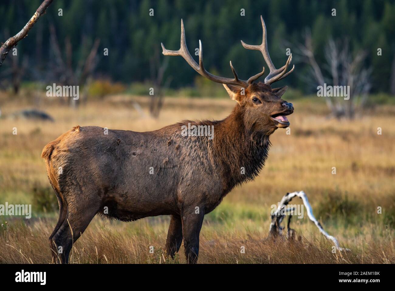 A Large Bull Elk During the Fall Rut Stock Photo Alamy