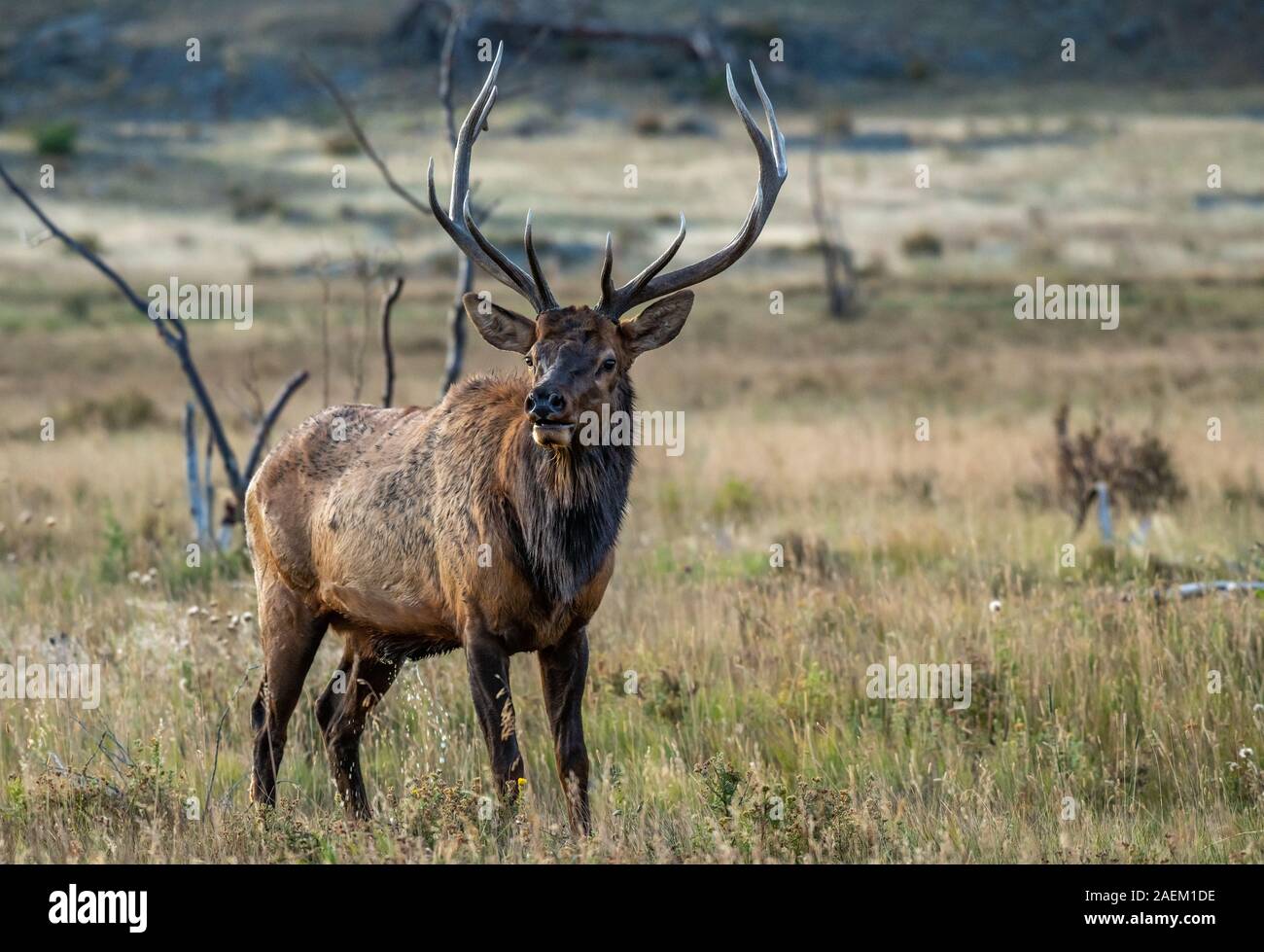Elk In Fall Protective during mating hi-res stock photography and images - Alamy