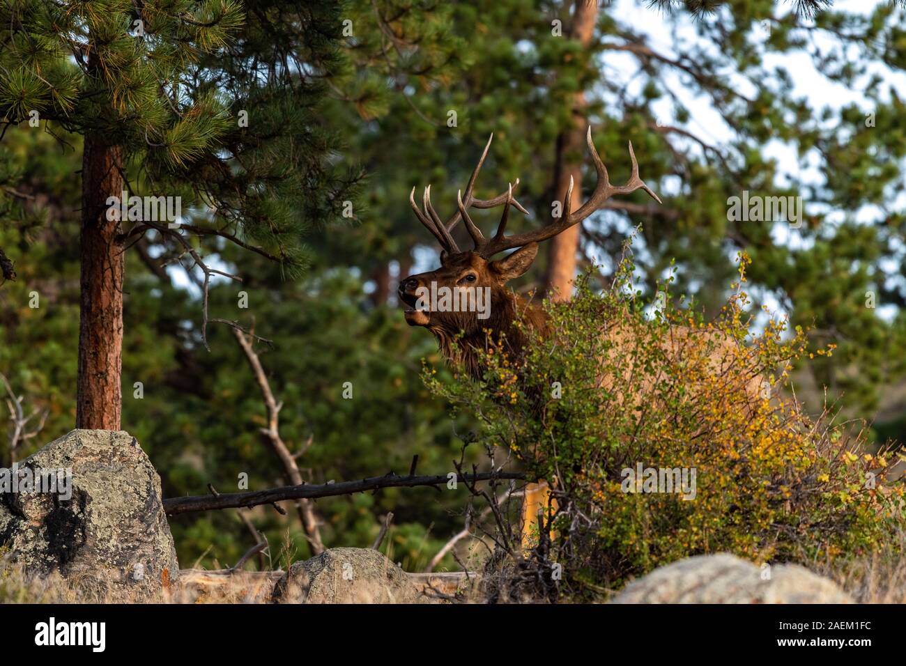 A Large Bull Elk in the Forest Stock Photo