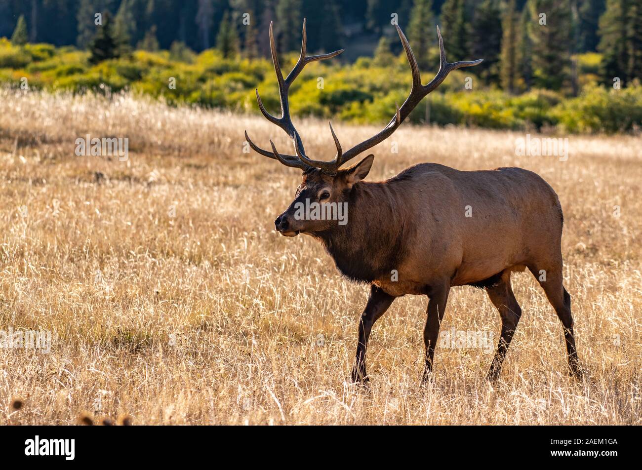 A Large Bull Elk During the Fall Rut Stock Photo Alamy
