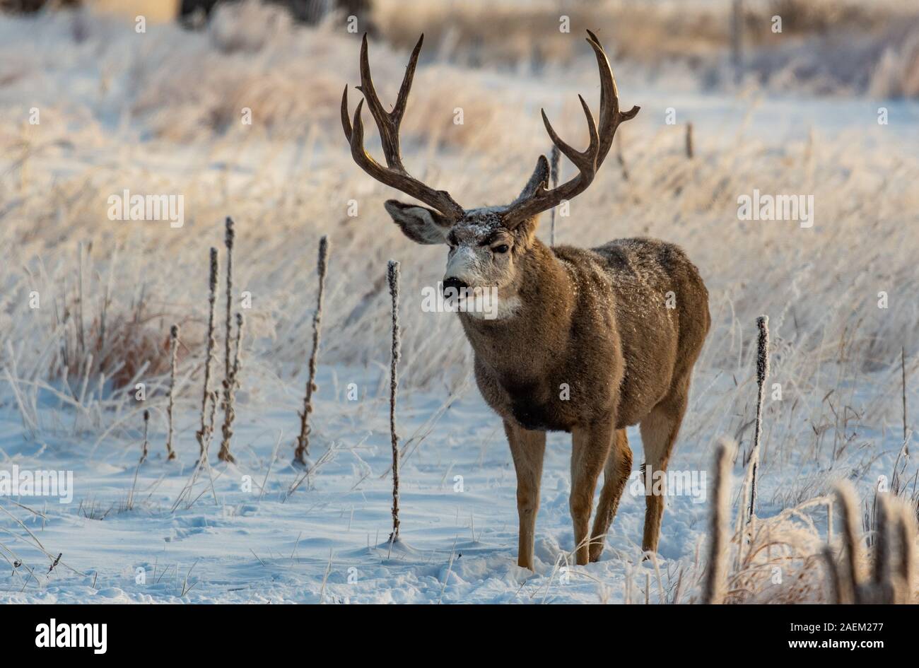 A Large Mule Deer Buck  in a Snowy Field Stock Photo