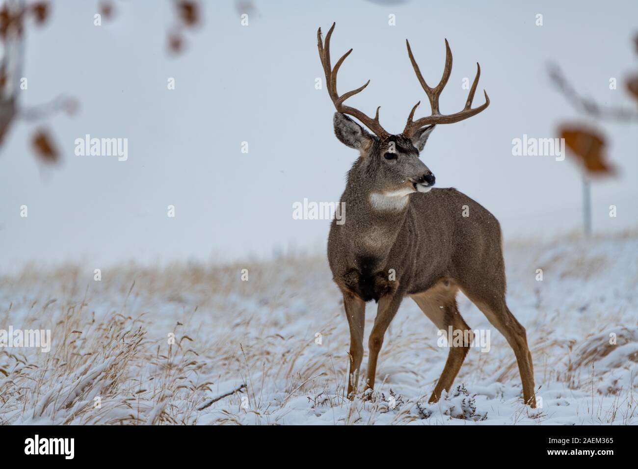A Large Mule Deer Buck in a Snowstorm Stock Photo