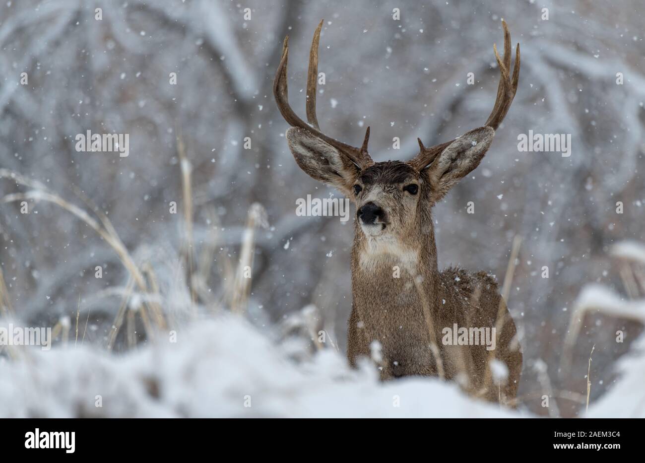 A Large Mule Deer Buck  in a Snow Storm Stock Photo