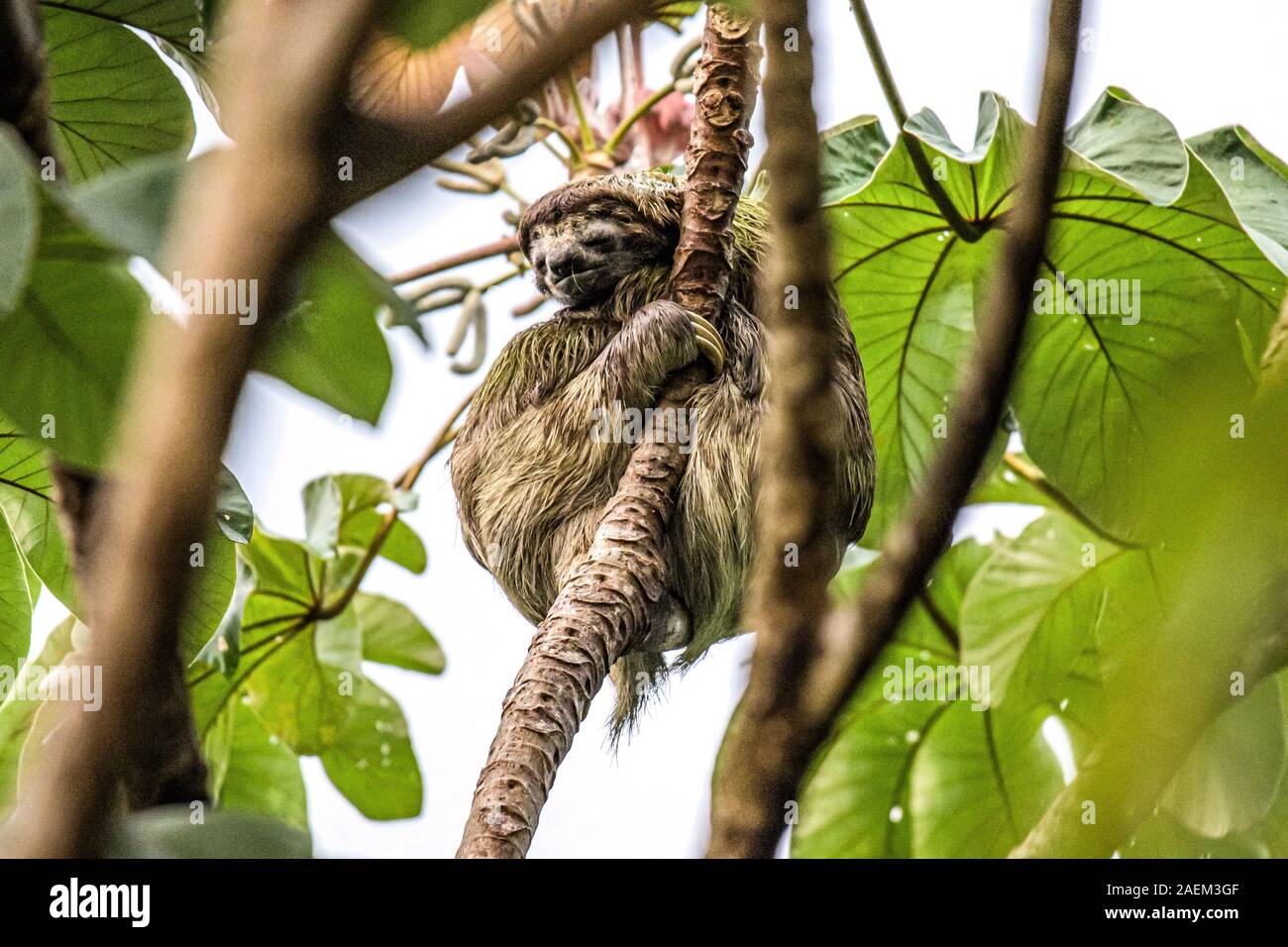 sloth three toe juvenile playful in tree manuel antonio national park costa rica, central america in tropical jungle. Stock Photo