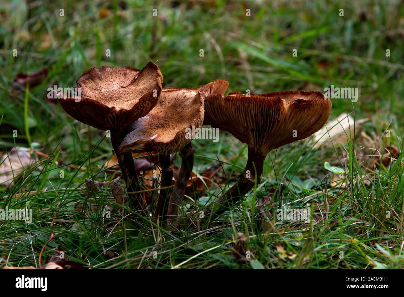 Cluster of Mushrooms in a Forest Stock Photo