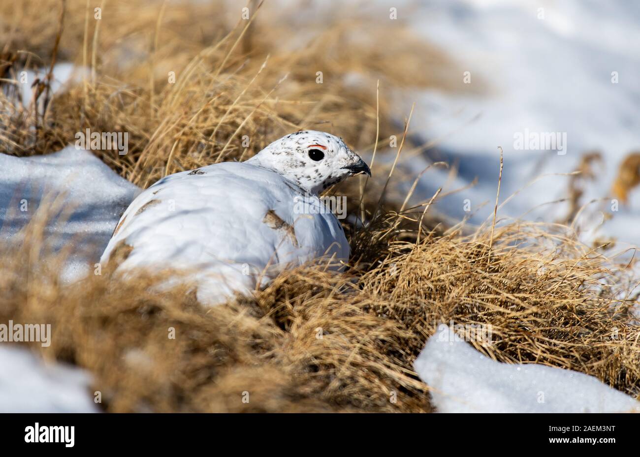 White-tailed Ptarmigan in a Snowy Alpine Meadow Stock Photo