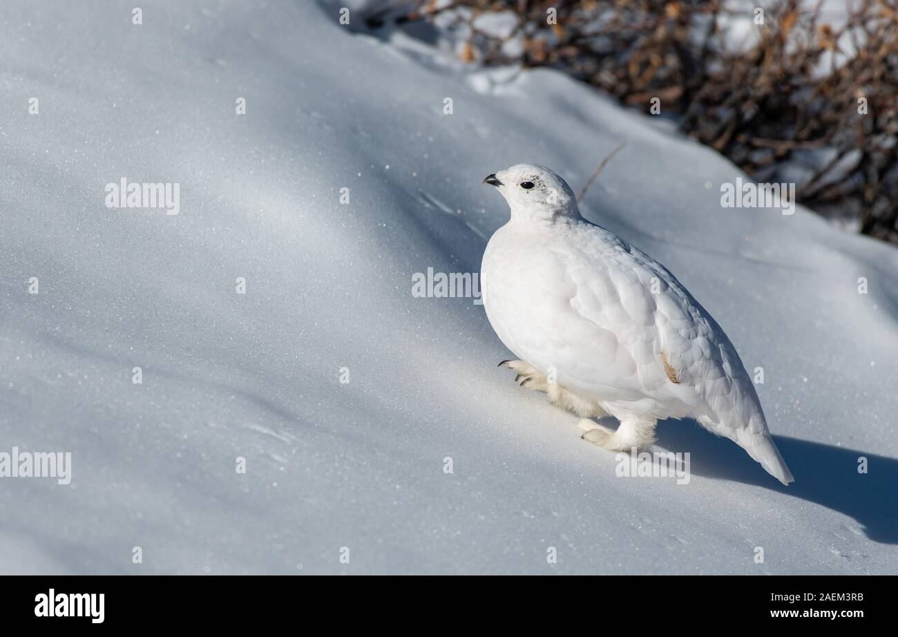 White-tailed Ptarmigan in a Snowy Alpine Meadow Stock Photo