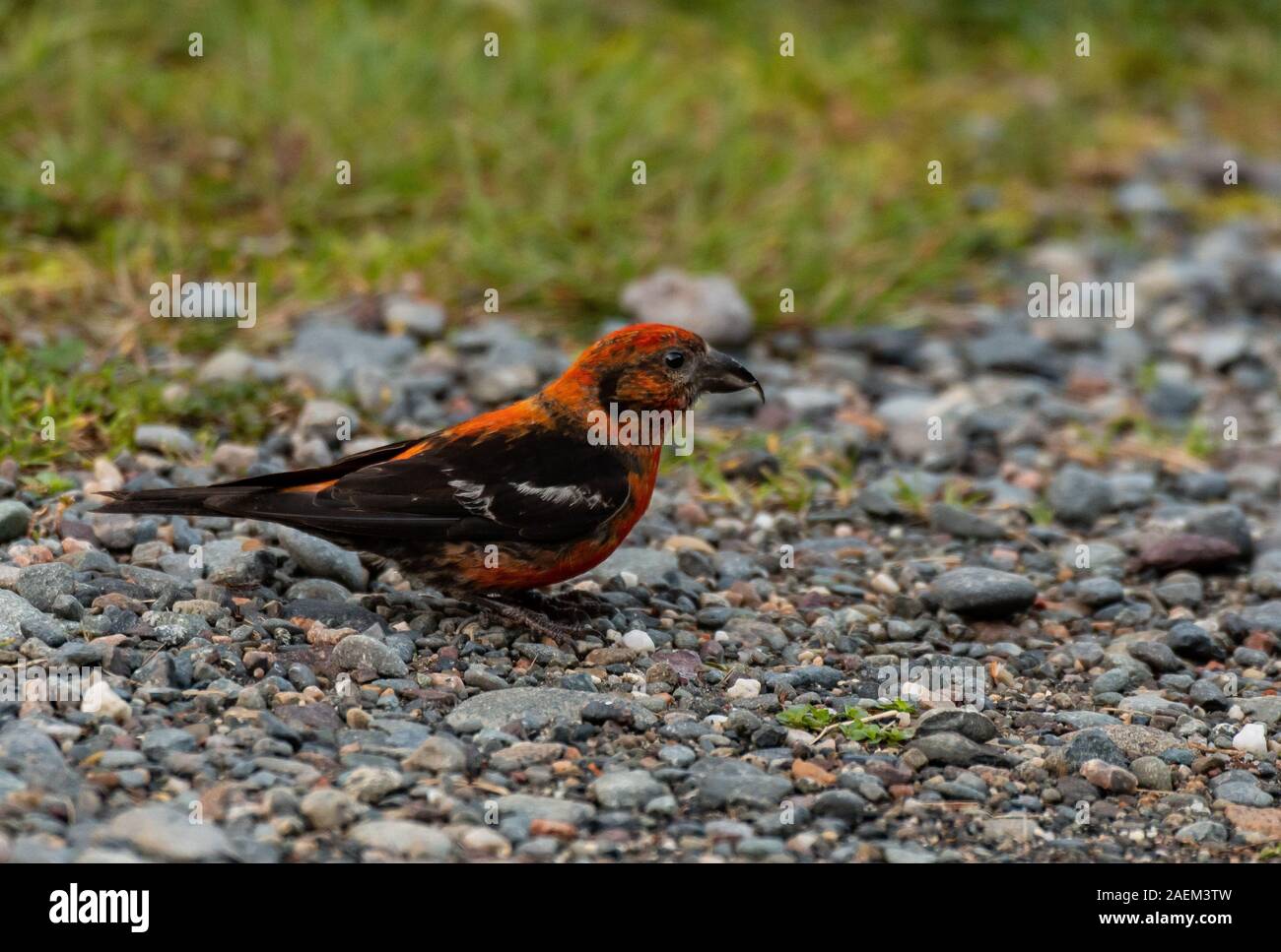 A Two-barred (white-winged) Crossbill Searching for Food Stock Photo