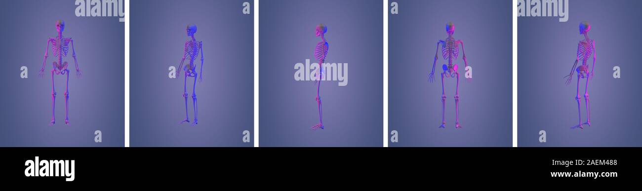 3d rendering illustration of skeleton bone anatomy Stock Photo - Alamy