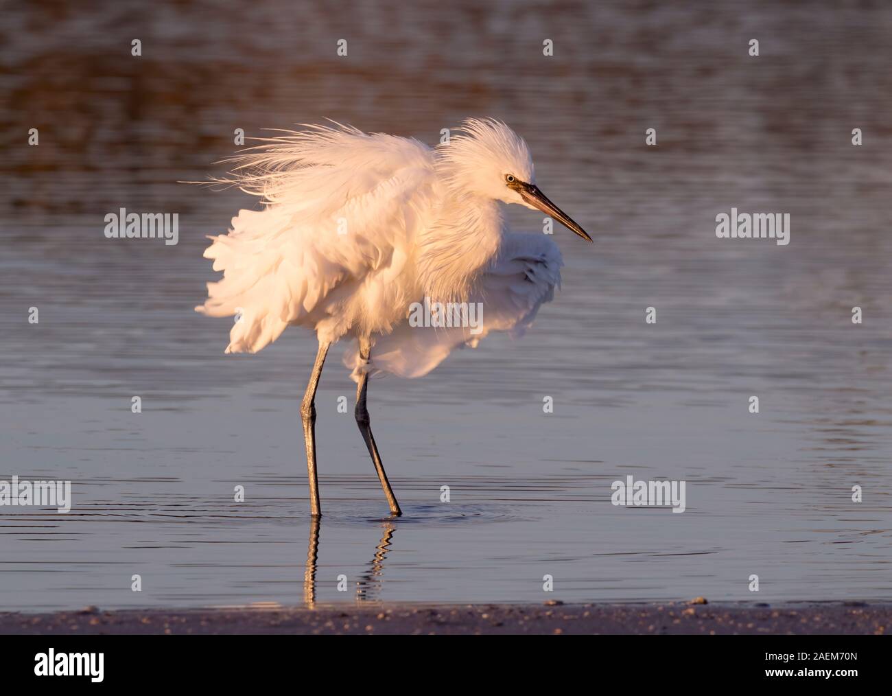 White morph of Reddish Egret (Egretta rufescens) fishing in the sunset light Stock Photo