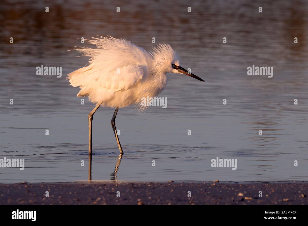 White morph of Reddish Egret (Egretta rufescens) fishing in the sunset light Stock Photo