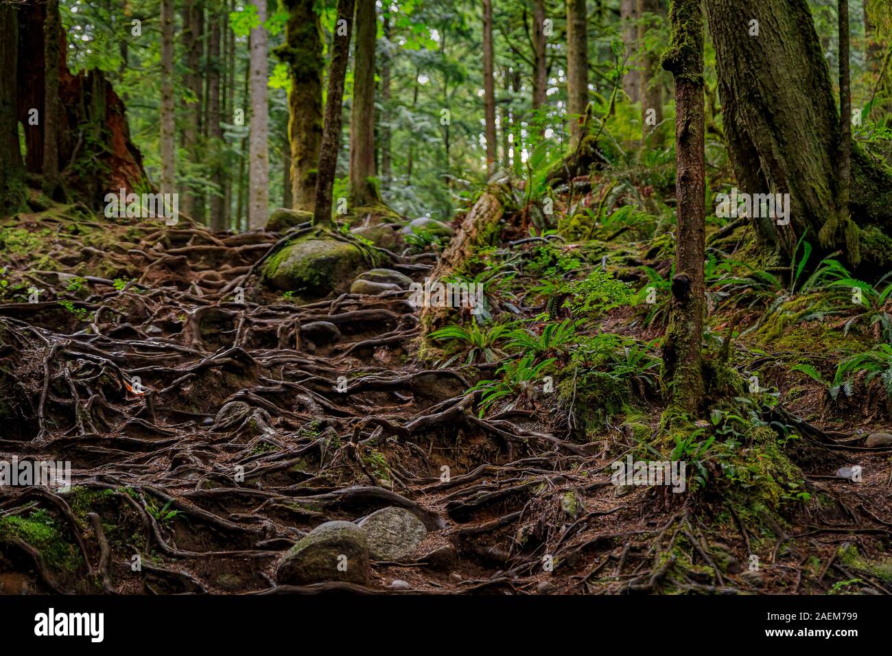 Twisted exposed gnarled aerial roots of pine trees growing on a slope
