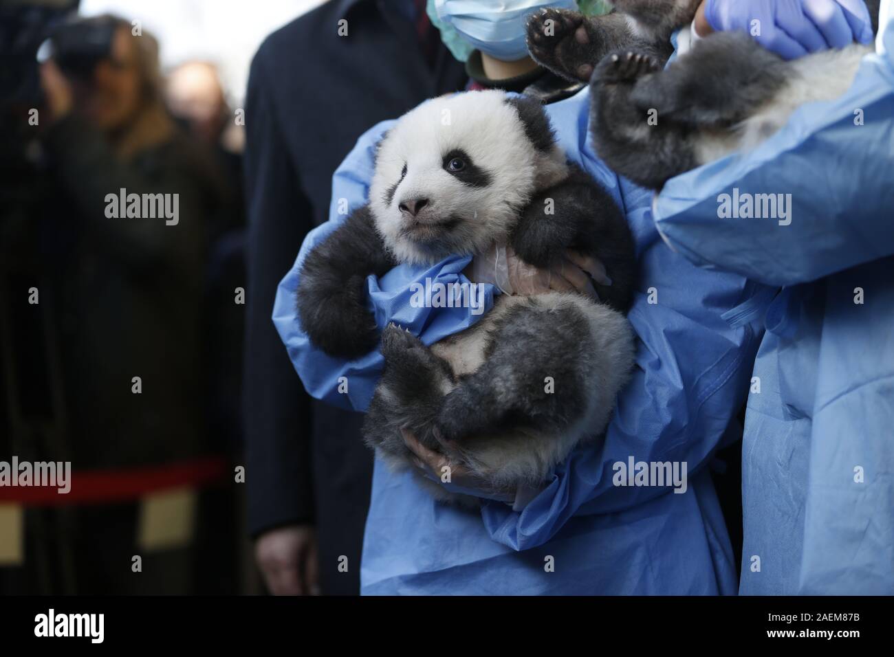 Berlin, Germany. 09th Dec, 2019. Solemn naming ceremony for the Panda ...