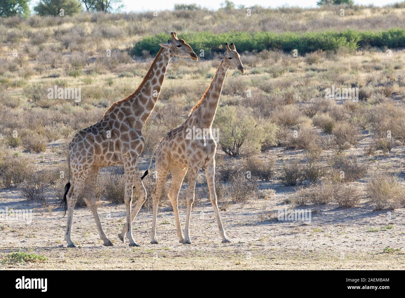 Giraffes walking in dry river hi-res stock photography and images - Alamy