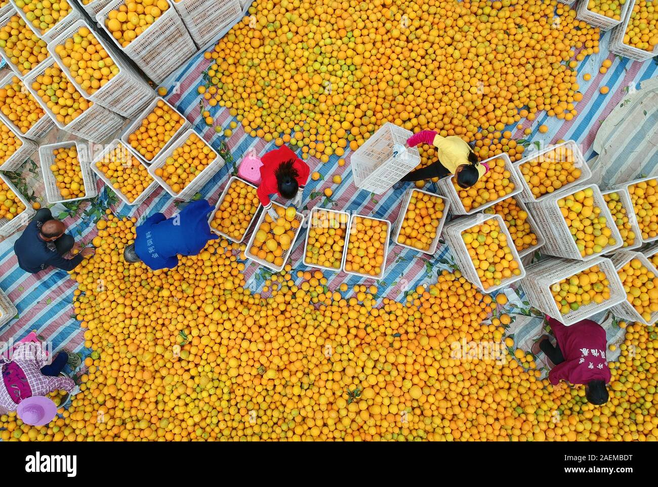 An aerial view of farmers harvesting oranges at farmland in Huichang