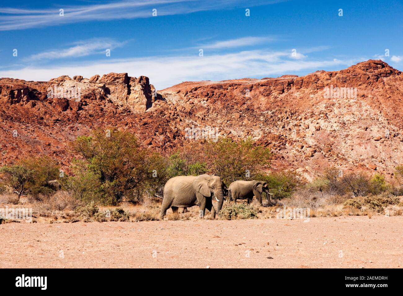 Desert Elephants waiking on riverbed, Twyfelfontein or /Ui-//aes, Damaraland(Erongo), Namibia, Southern Africa, Africa Stock Photo