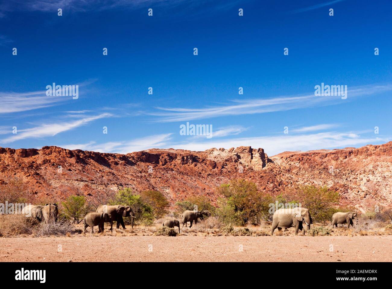 Desert Elephants waiking on riverbed, Twyfelfontein or /Ui-//aes, Damaraland(Erongo), Namibia, Southern Africa, Africa Stock Photo