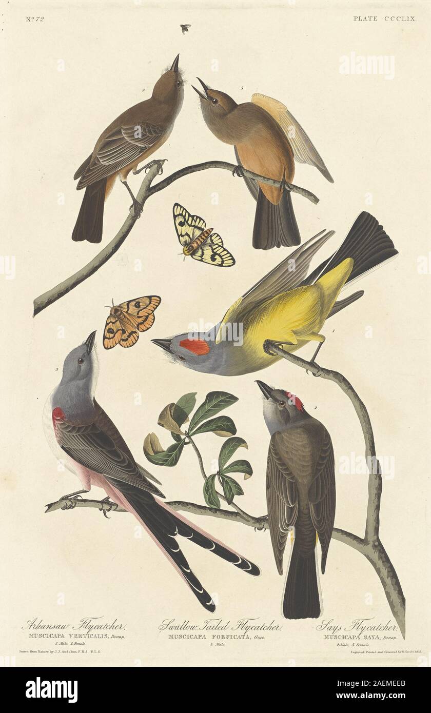 Robert Havell after John James Audubon, Arkansaw Flycatcher, Swallow-tailed Flycatcher and Says Flycatcher, 1837, Arkansaw Flycatcher, Swallow-tailed Flycatcher and Says Flycatcher; 1837 date Stock Photo
