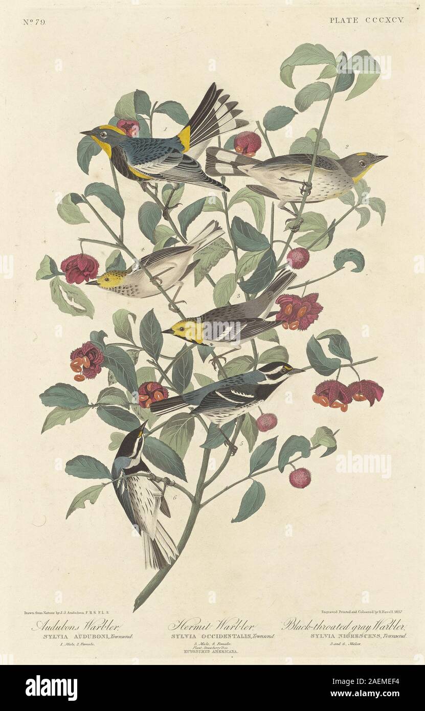 Robert Havell after John James Audubon, Audubon's Warbler, Hermit Warbler and Black-throated Gray Warbler, 1837, Audubon's Warbler, Hermit Warbler and Black-throated Gray Warbler; 1837 date Stock Photo