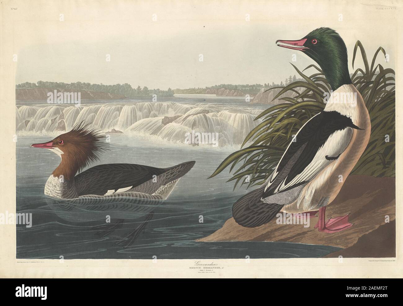 Robert Havell after John James Audubon, Goosander, 1836, Goosander; 1836 date Stock Photo