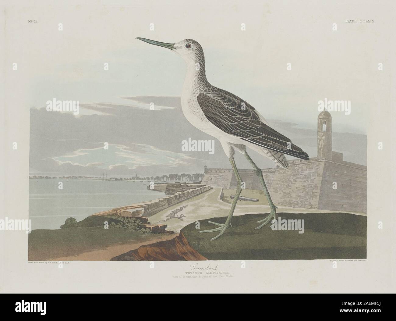 Robert Havell after John James Audubon, Greenshank, 1835, Greenshank; 1835 date Stock Photo