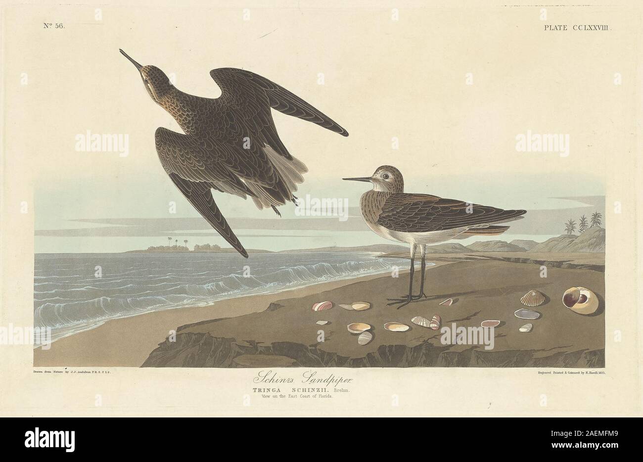 Robert Havell after John James Audubon, Schinz's Sandpiper, 1835, Schinz's Sandpiper; 1835 date Stock Photo