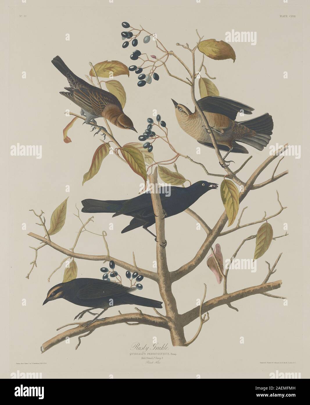 Robert Havell after John James Audubon's 1833 illustration depicts the ...