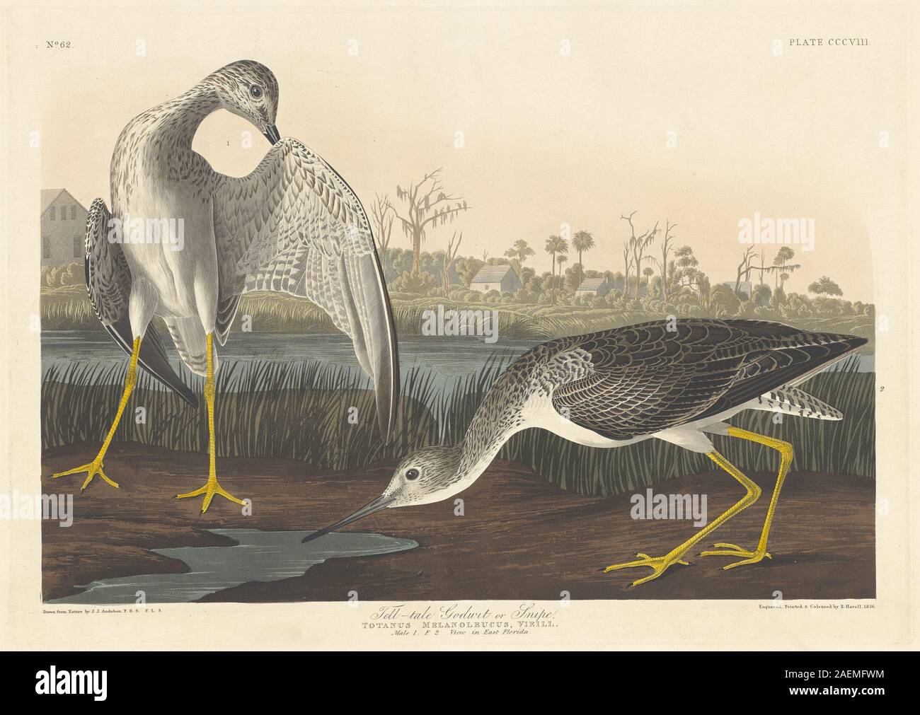 Robert Havell after John James Audubon, Tell-tale Godwit, 1836, Tell-tale Godwit; 1836 date Stock Photo