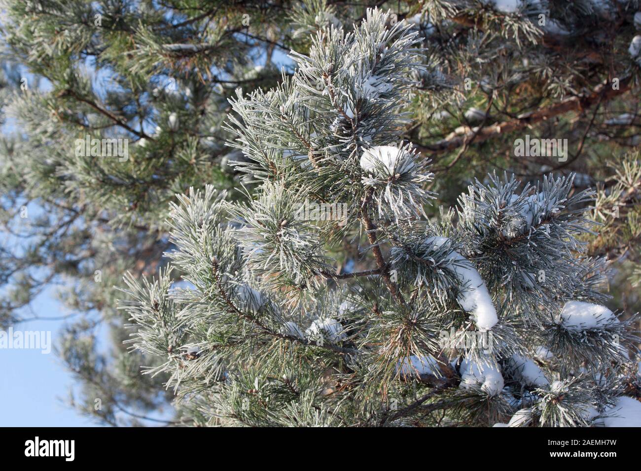 Green branches of the pine covered snow and hoarfrost. Seasons of the year. In fairy winter forest. Stock Photo