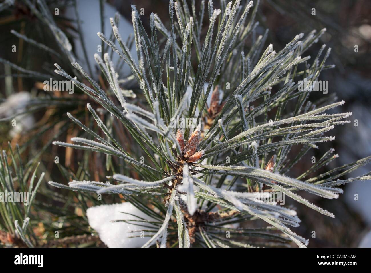 Green branch of the pine with young cones covered snow and hoarfrost ...