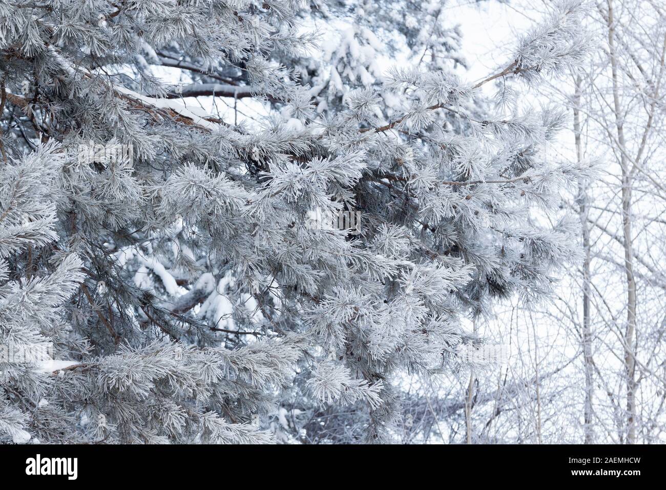 Green branches of the pine and other trees covered snow and hoarfrost. Seasons of the year. In fairy winter forest. Stock Photo