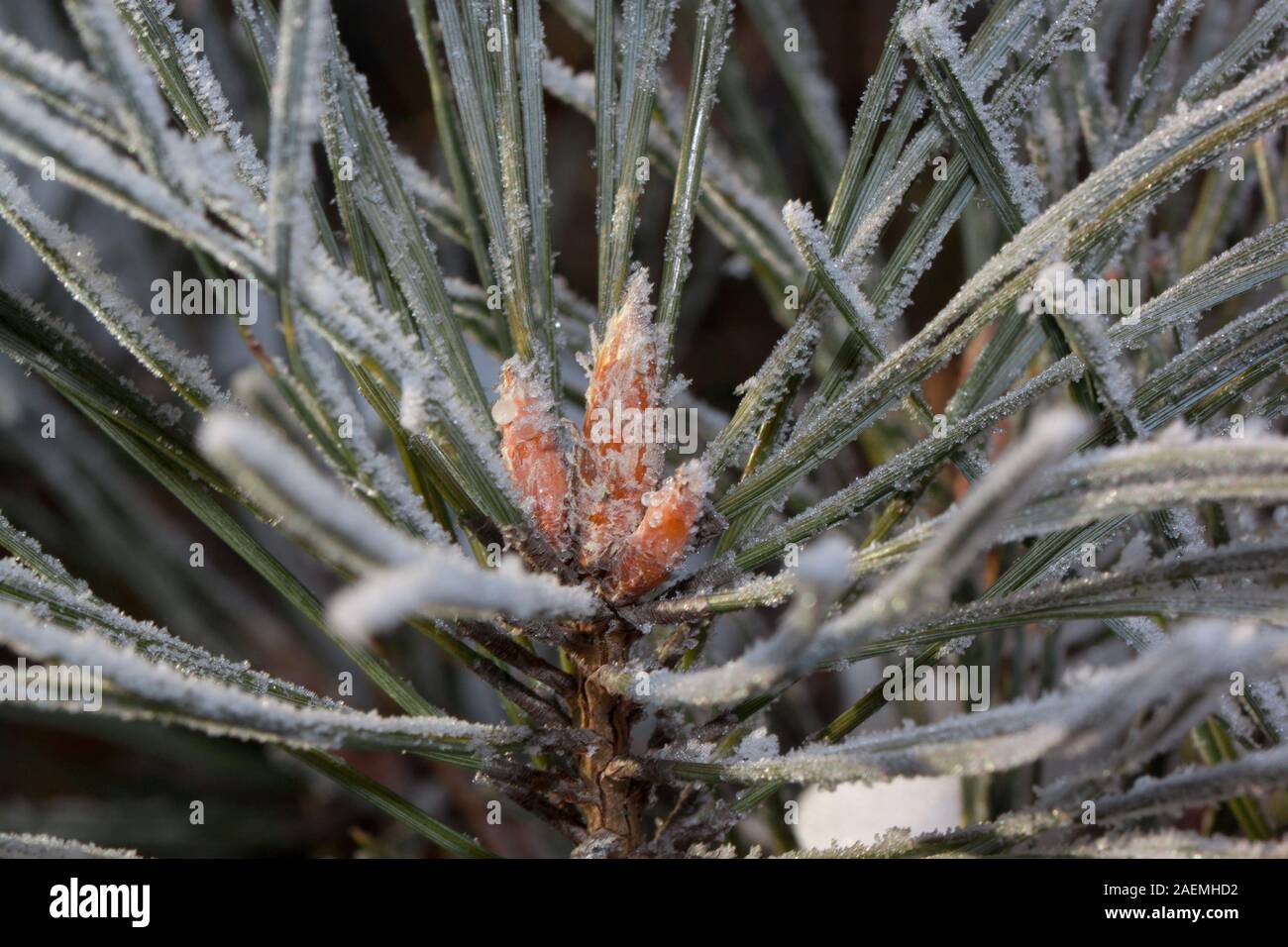 Beautiful green branch of the pine with young cones covered snow and ...