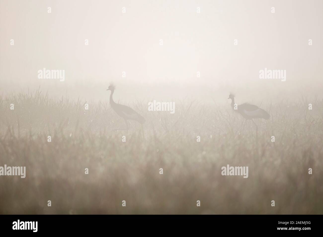 Black-crowned Cranes in the Mist Stock Photo