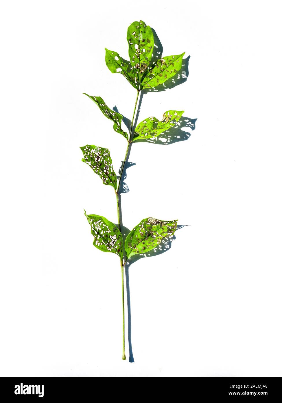 Green leaves that have holes from being eaten by worms on white background, Green leaf being eaten by a caterpillar Stock Photo