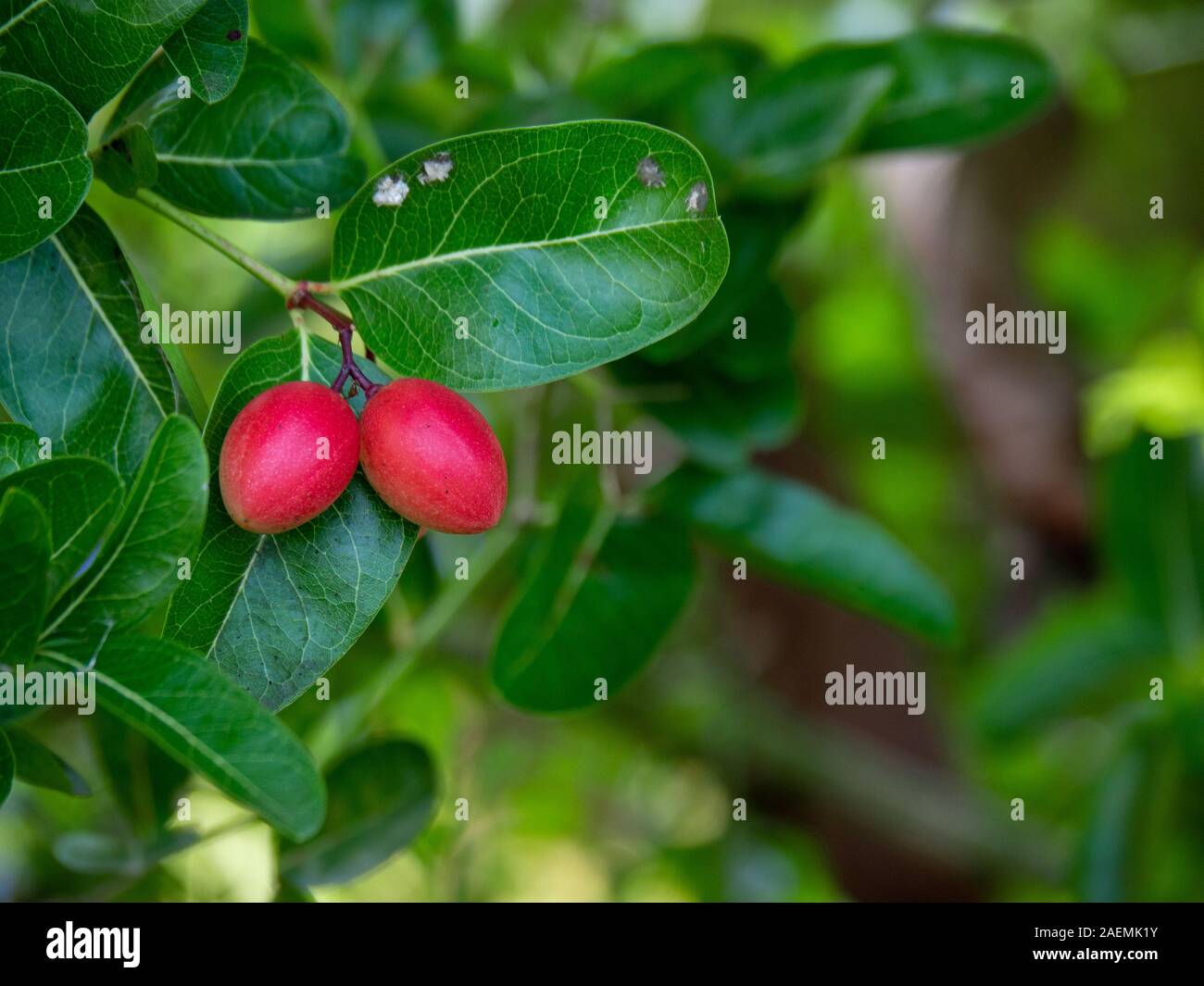 Bengal-Currants, Carandas-plum, Karanda or Carunda fruit with droplet, Thai herbs, tropical fruit from Asia in Thailand, copy space. Stock Photo