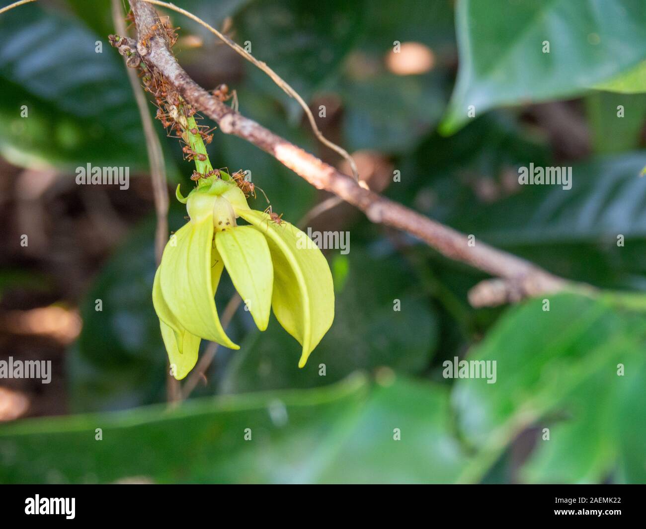 Perfume Tree or YlangYlang Flower close up, Many red ants are on flower Stock Photo Alamy