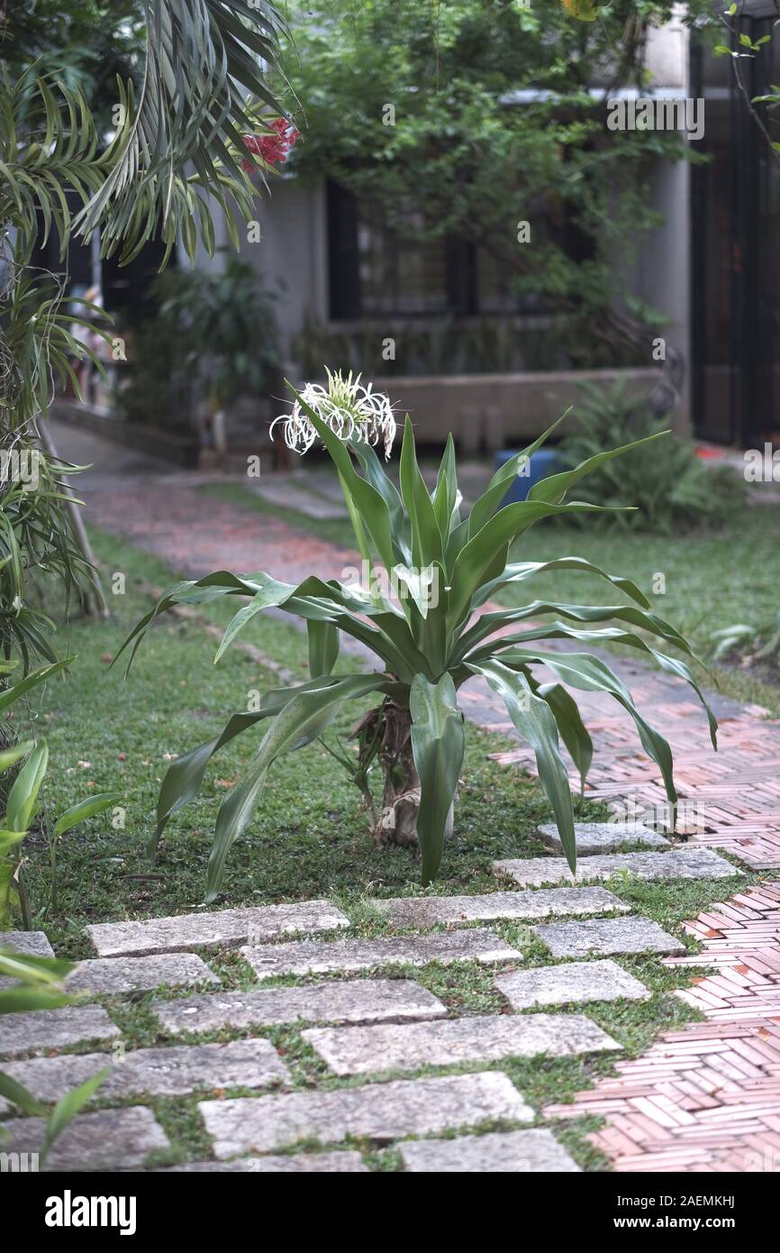 Flowering tropical plant hymenocallis with white long petals near the path in the park Stock Photo