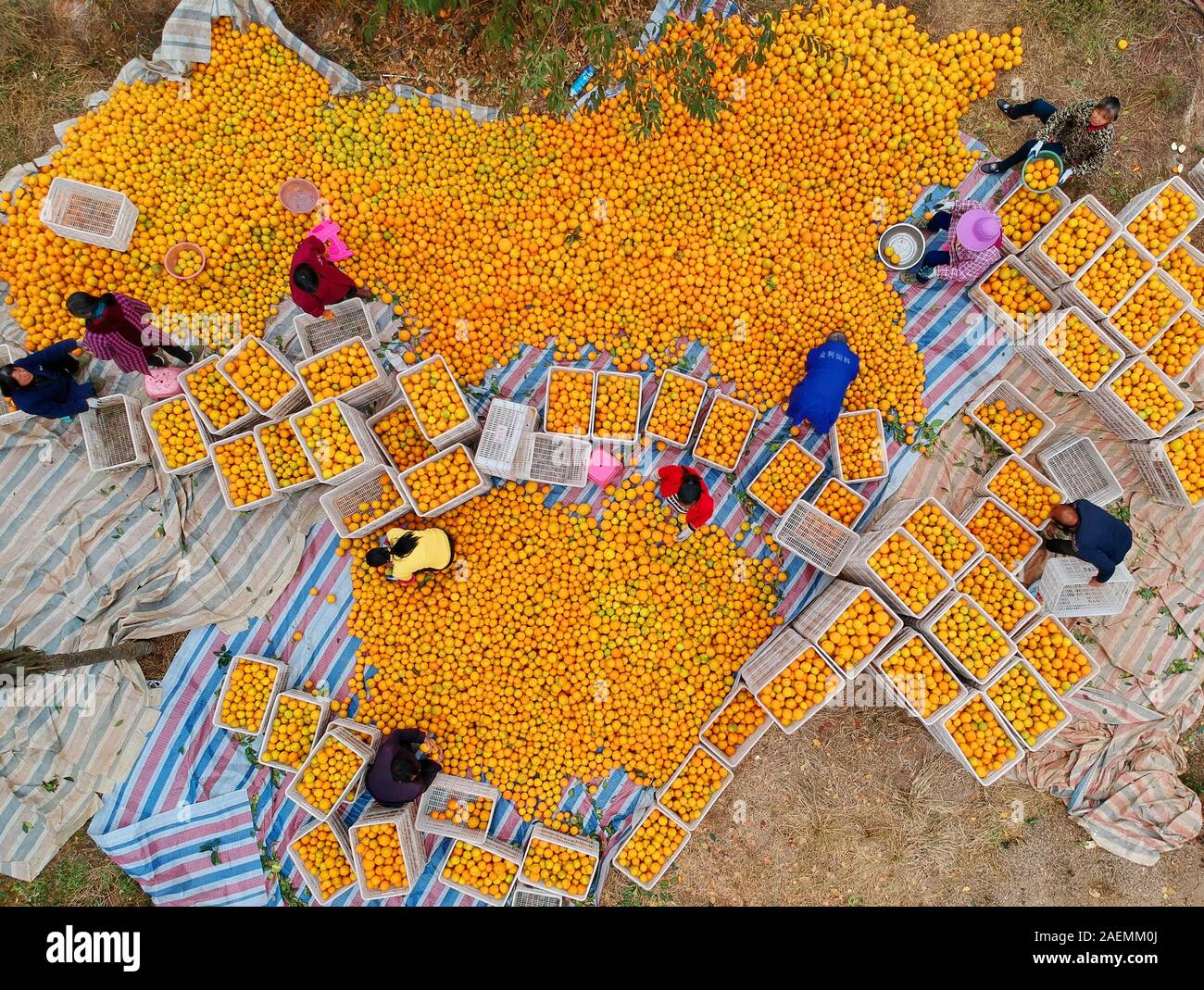 Harvesting oranges hires stock photography and images Alamy