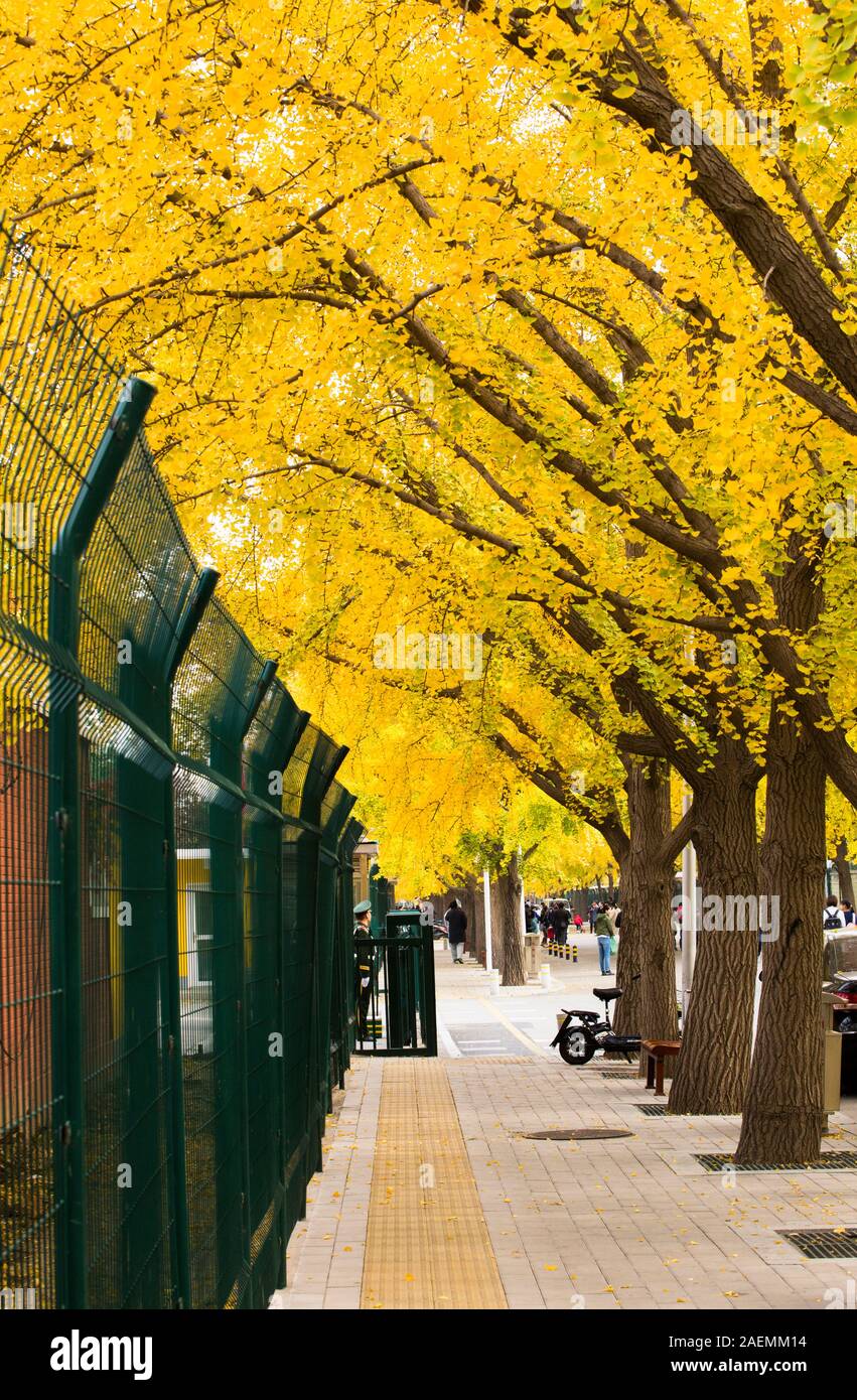 View Of The Ginkgo Trees And Leaves At The Ginkgo Avenue On Sanlitun East 5th Street In Beijing China 9 November 19 Stock Photo Alamy View Of The Ginkgo Trees And Leaves At The Ginkgo Avenue On Sanlitun East 5th Street In Beijing China 9 November 19 Stock Photo Alamy